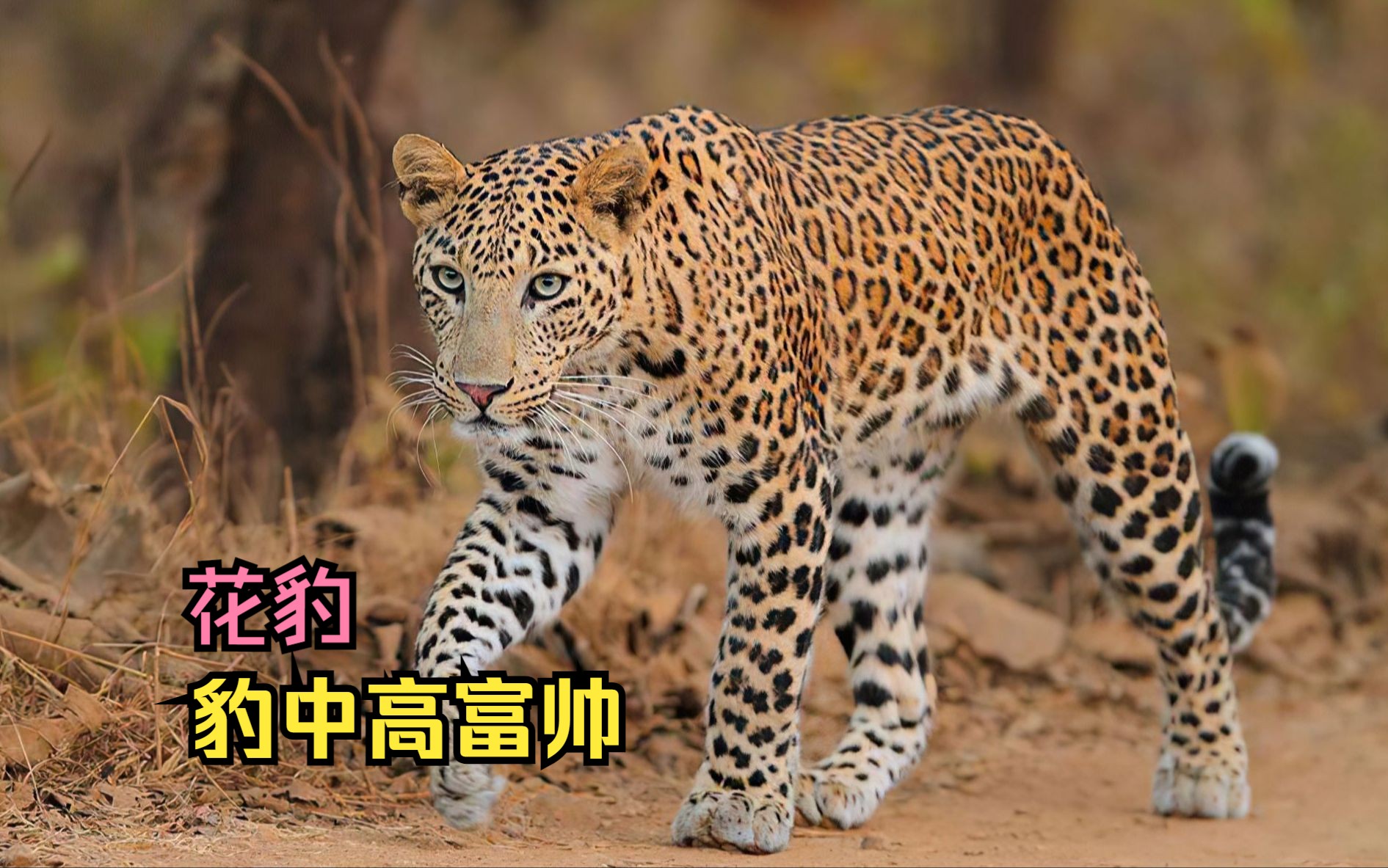 这才是吃了熊心豹子胆,花豹!豹中高富帅