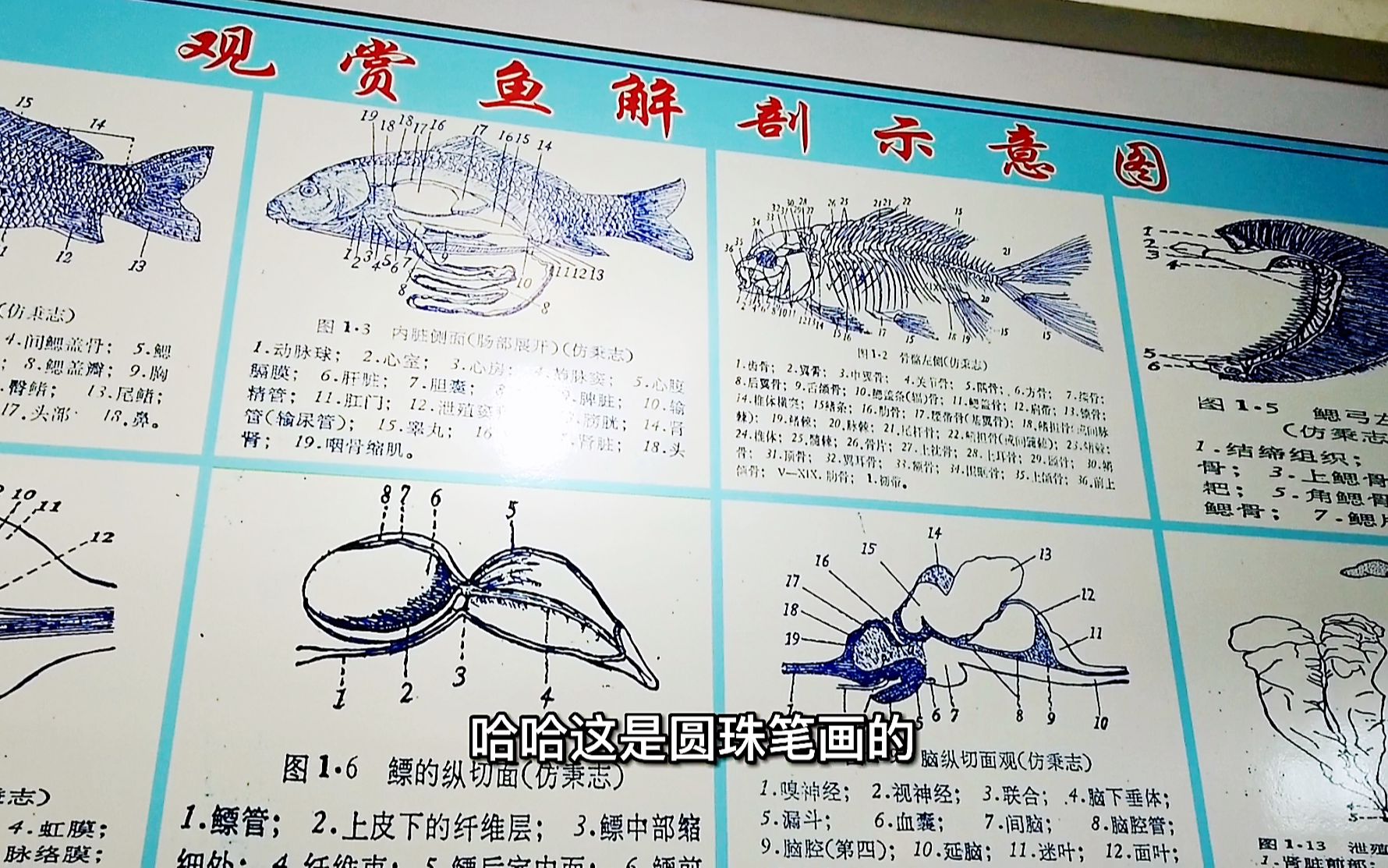 观赏鱼老郎中:手绘鱼类解剖图和显微镜下的寄生虫,养鱼干货满满哔哩哔哩bilibili