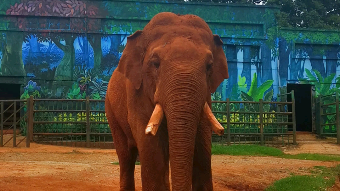 昆明 红色大象