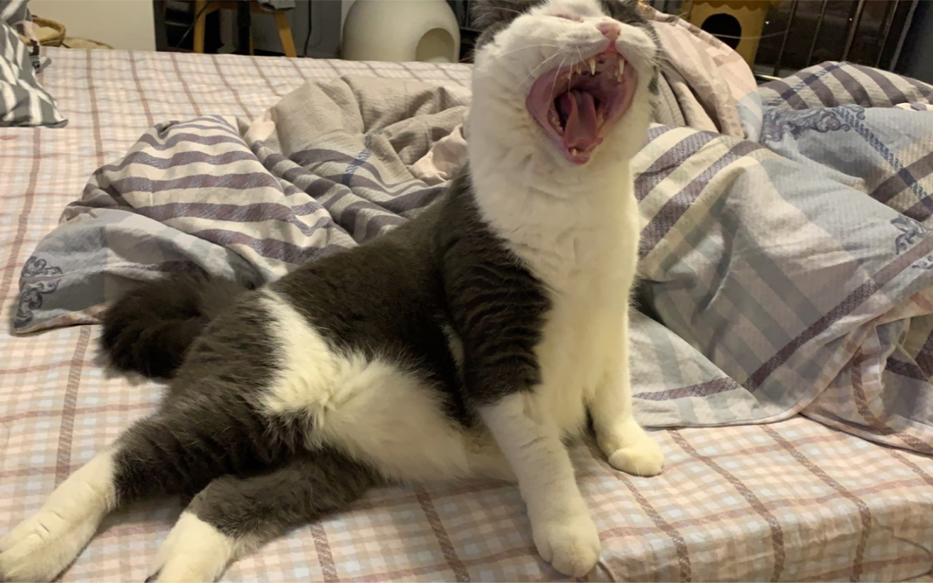 一只喝醉了的小猫咪