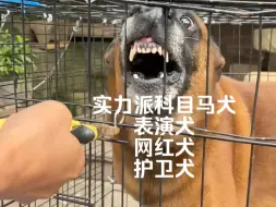 Download Video: 科目训练马犬