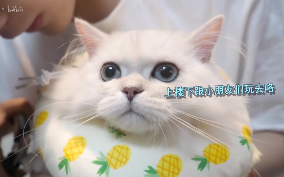 花生米进来围观花少北和花生米一起洗澡啦