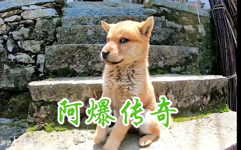 有粉丝为阿爆制作了一个视频茶水已备好请大家欣赏