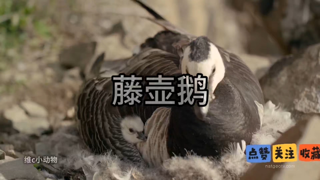 艰难的生存环境激发了小藤壶鹅对求生的渴望