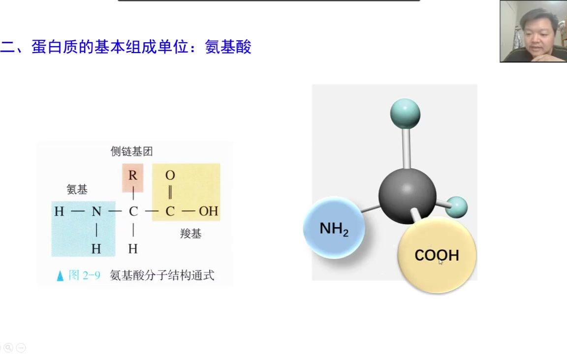 [图]必修1第二章第4节（一） 蛋白质（新教材新授课） 让你觉得吃饱的第三个馒头之前的那两个馒头