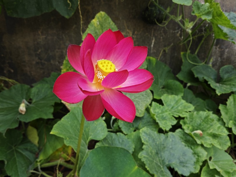 【花海】红莲绽放 | 绿叶映衬