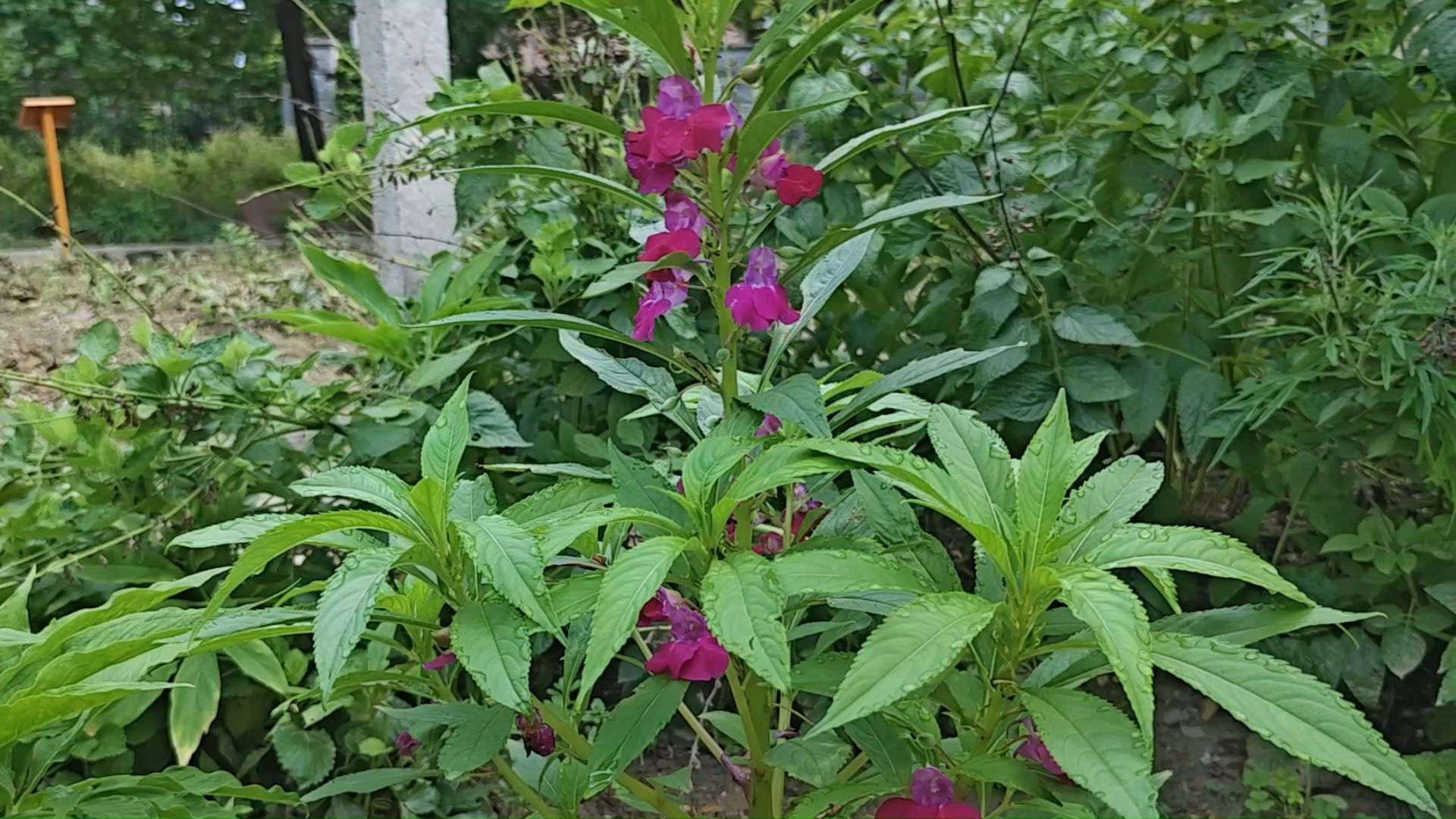 药用植物科普 校园系列