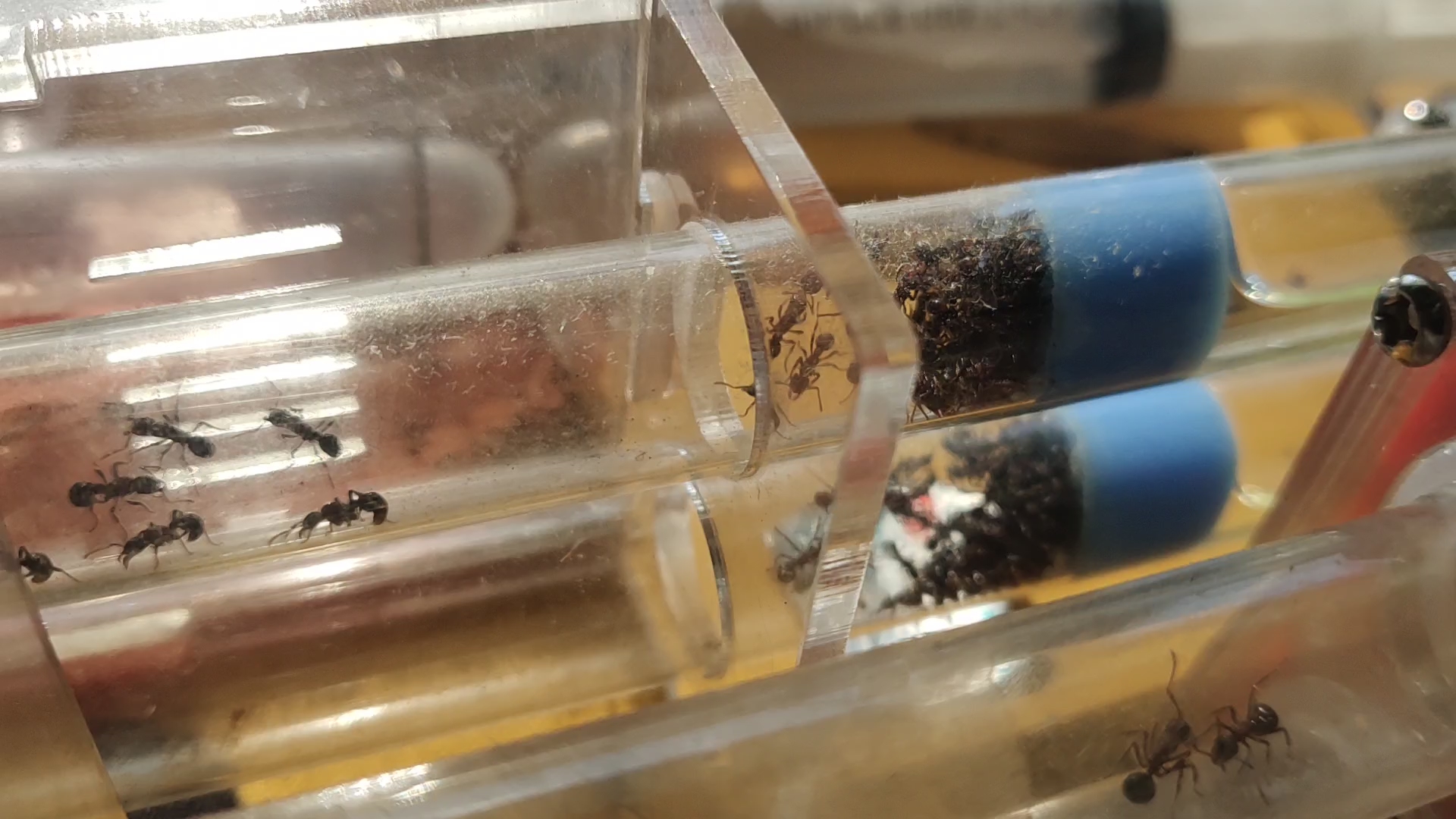 双色曲颊猛蚁出了一只繁殖工蚁