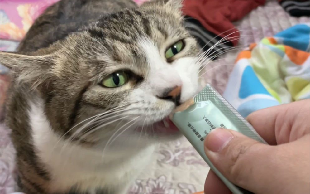 活动作品忘崽猫条