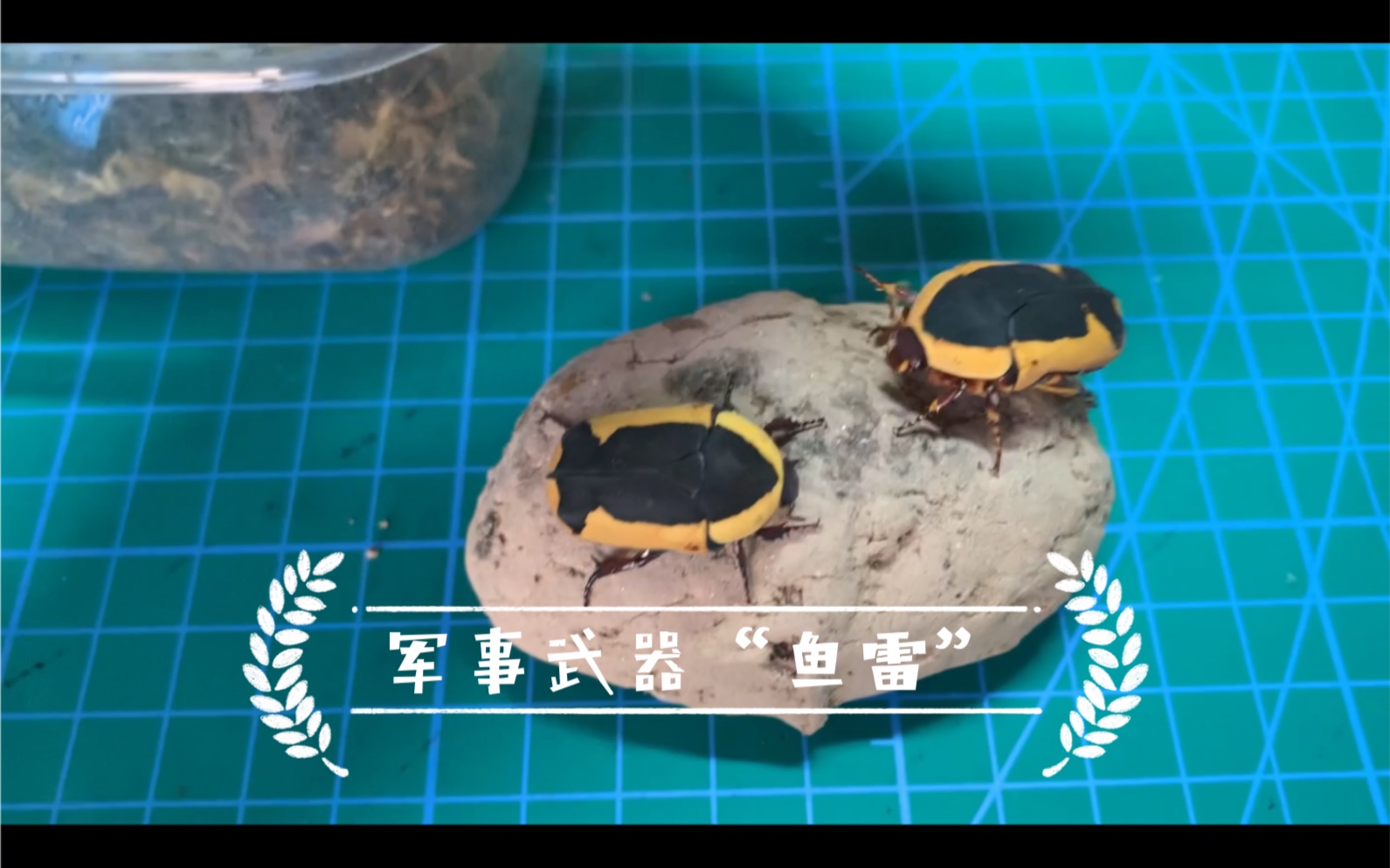 鱼雷花金龟萌宠(记录806)