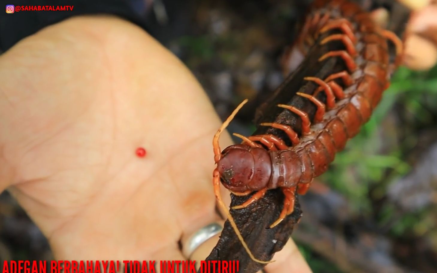 抓捕蜈蚣之王千足怪鬼林巨侍