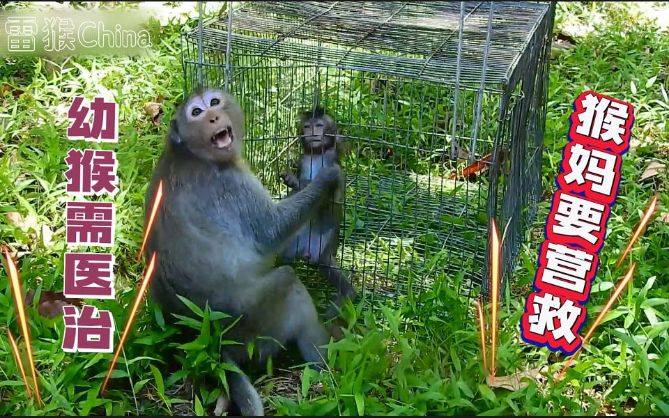 [图]幼猴受伤需要医治，猴妈护子多次勇敢的要救小猴出来