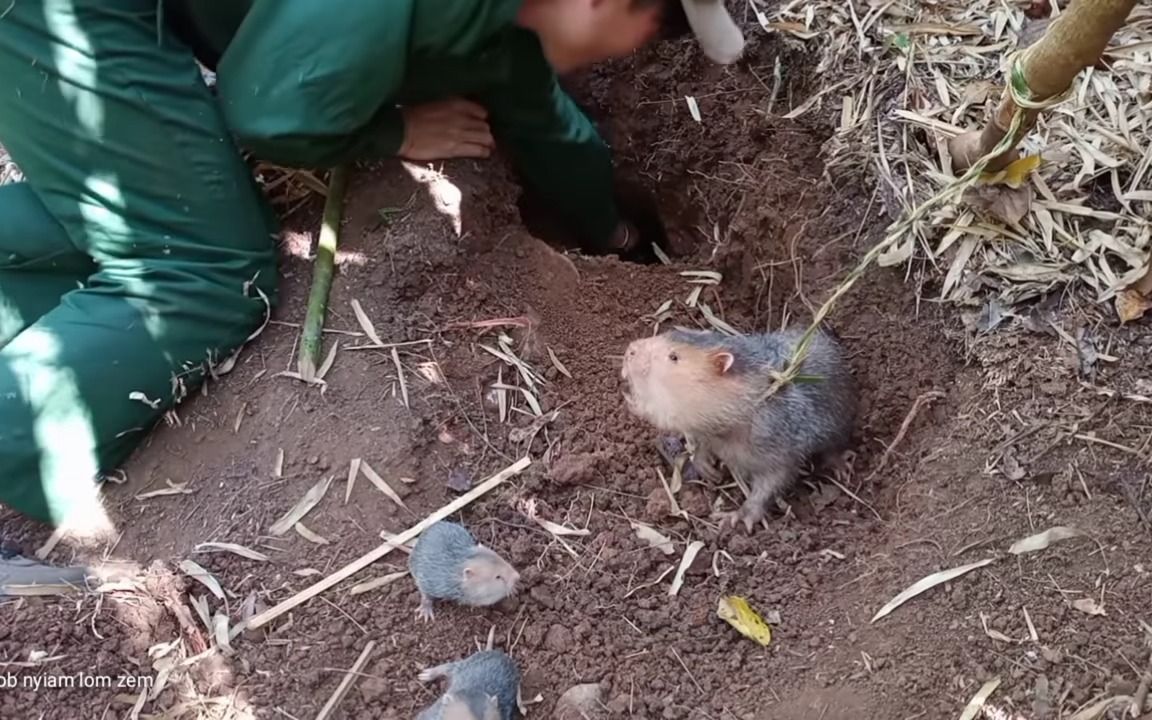 狩猎森林挖竹鼠