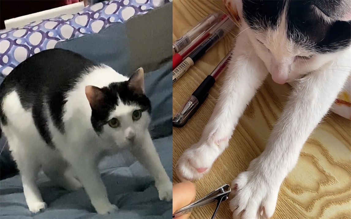 猫咪主动伸爪让剪指甲,乖乖趴着一动不动,其他铲屎官快羡慕哭了