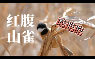 Descargar video: 红腹山雀忘我吃吃吃