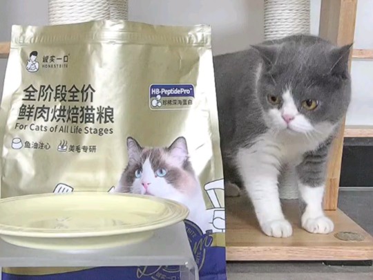 诚实一口奇迹小金袋美毛亮毛专研全鲜肉鸡肉烘焙猫粮1.8kg【重磅新品】哔哩哔哩bilibili