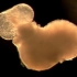 日本大学利用老鼠胚胎干细胞 成功培育出“迷你心脏”