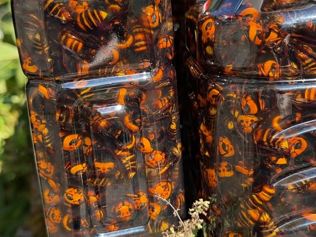 金环虎头蜂 #野生药材采药人 #杀人蜂 #虎头蜂为什么能泡酒 #马蜂 #地