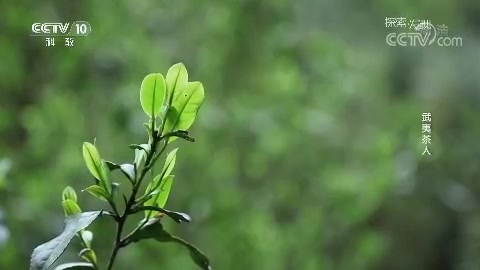 [图]《探索发现》武夷茶人