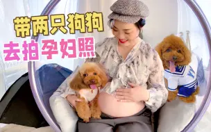 Download Video: 孕妈妈带着狗狗拍孕妇照，爱臭美的小泰迪太抢镜了，好暖！