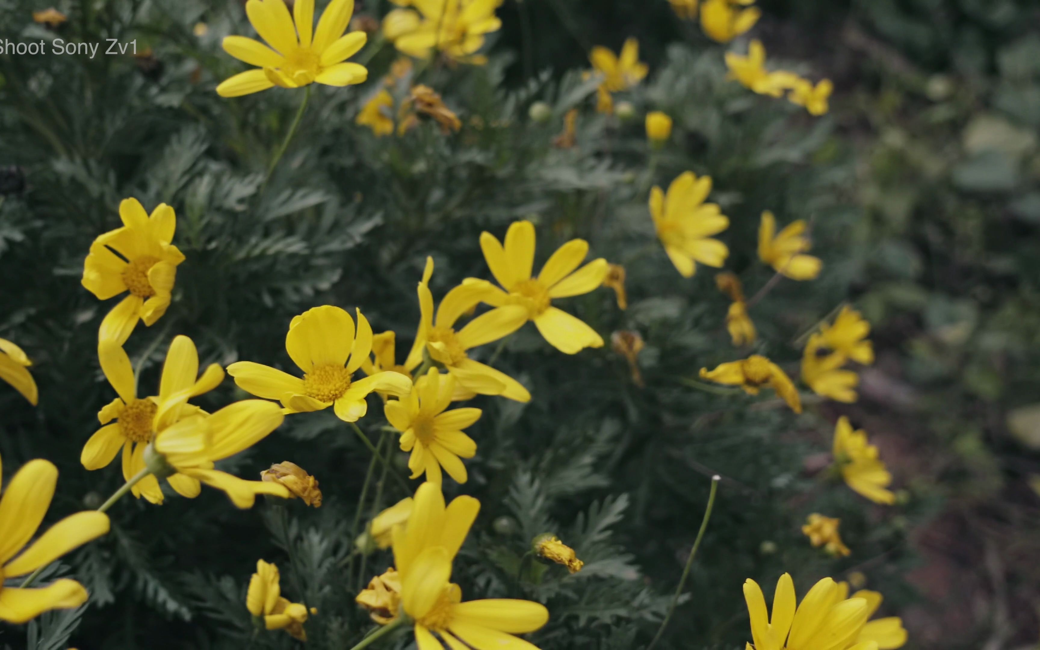 索尼zv1实拍lut调色