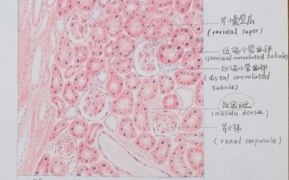 肾皮质组胚图片