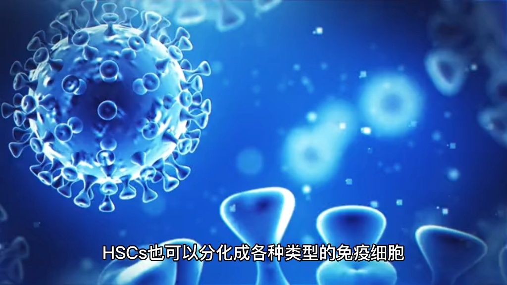 [图]造血干细胞（Hematopoietic stem cells, HSCs）你知道吗？