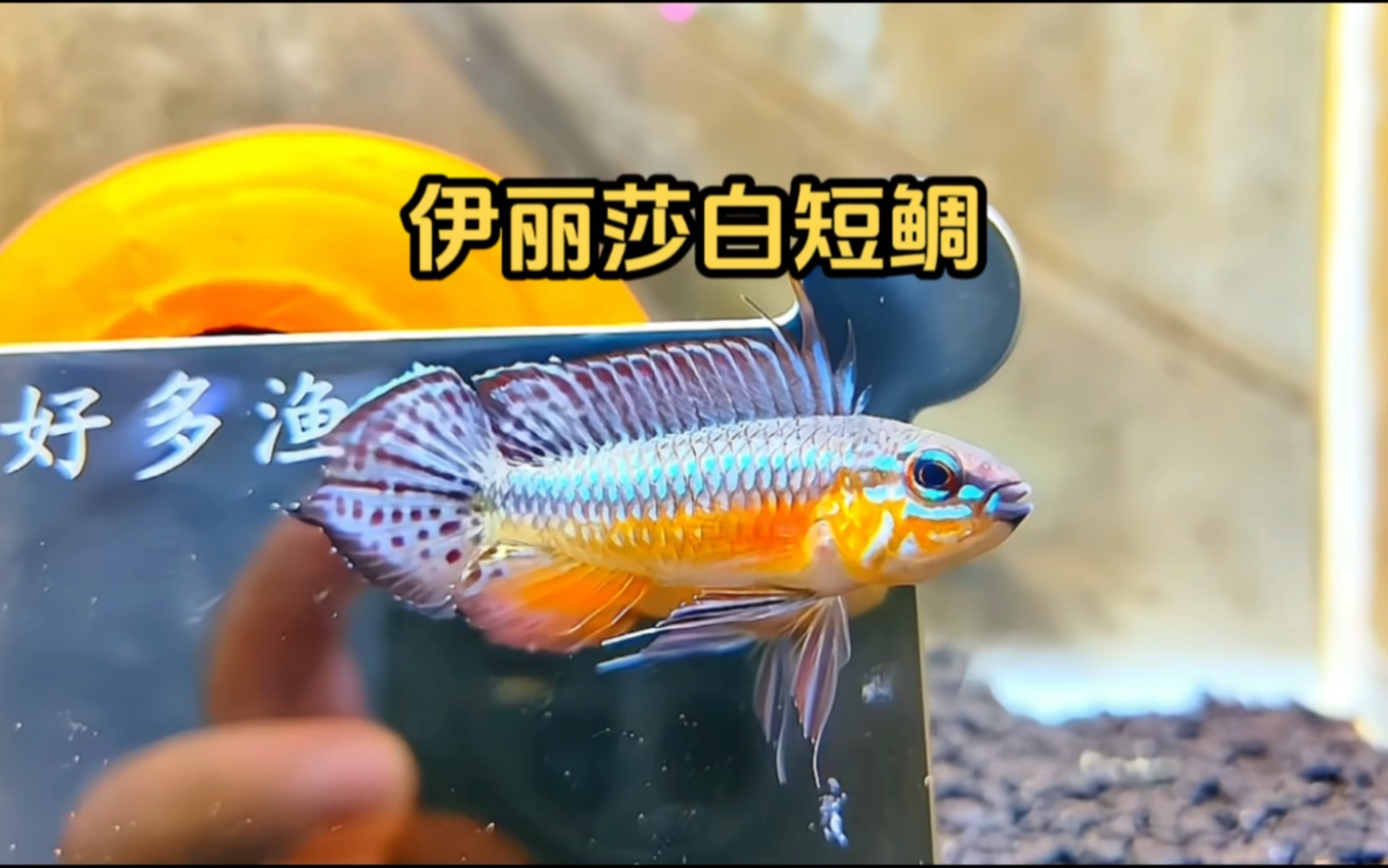 欣赏伊丽莎白短鲷优雅夸示姿态