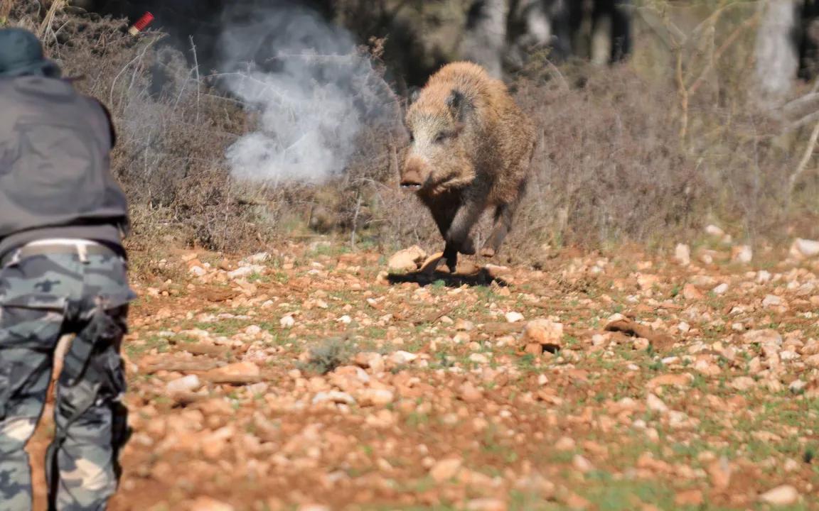 【追猎】719069♀15十大野猪狩猎 ||最佳场景 ||季节: 2022