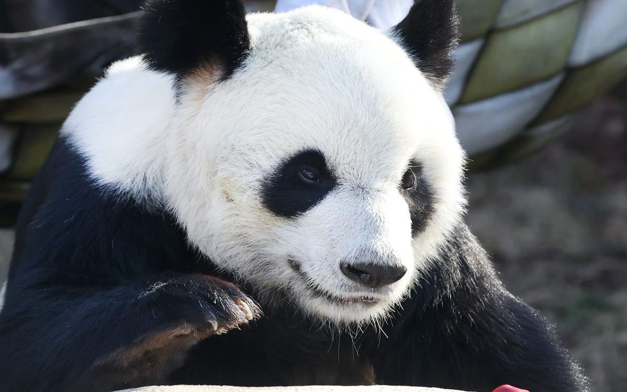 【大熊猫乐乐】生活不易,乐乐跳舞卖艺,大家走过路过不要错过,捧个人