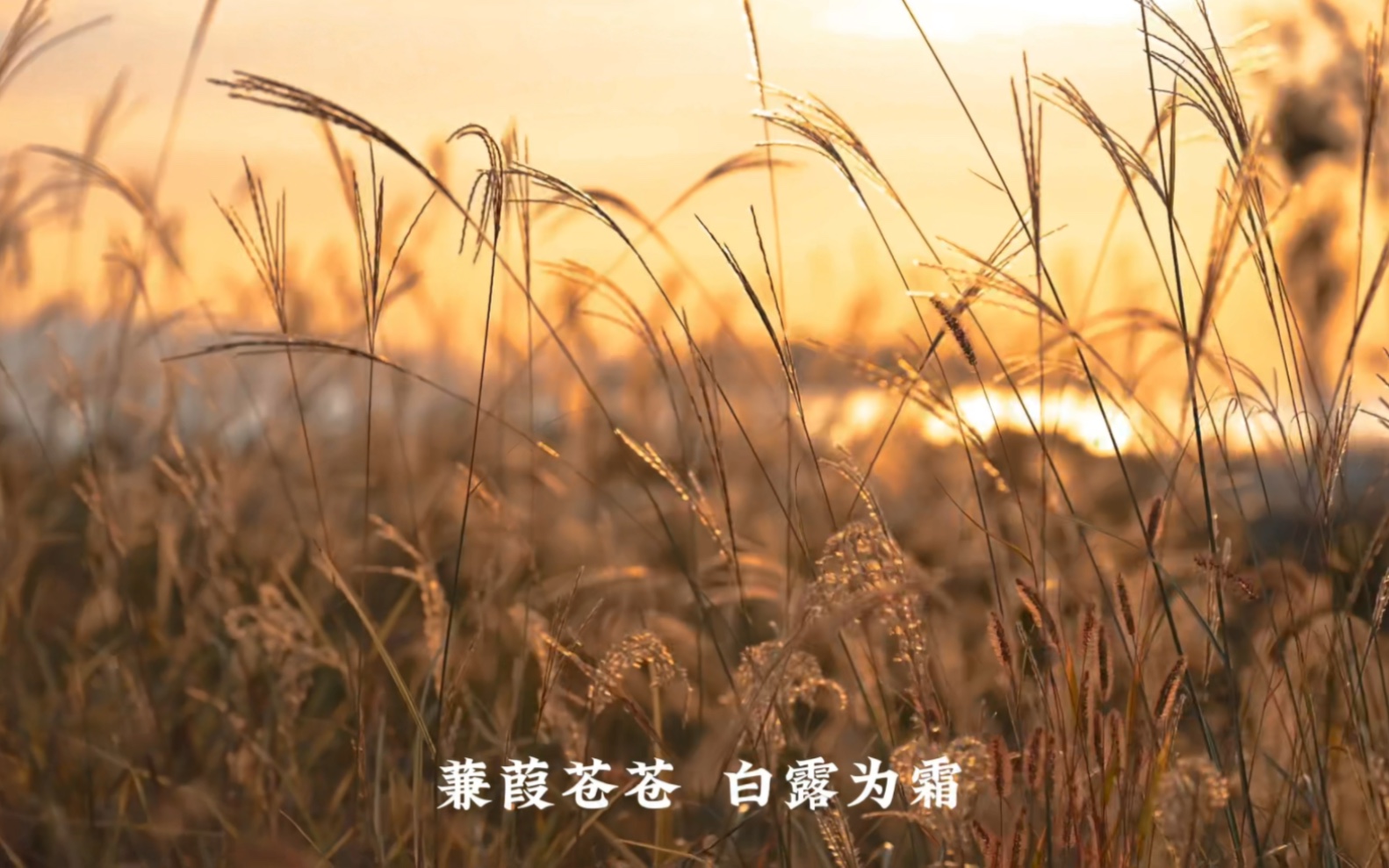 蒹葭苍苍,白露为霜.所谓伊人,在水一方.