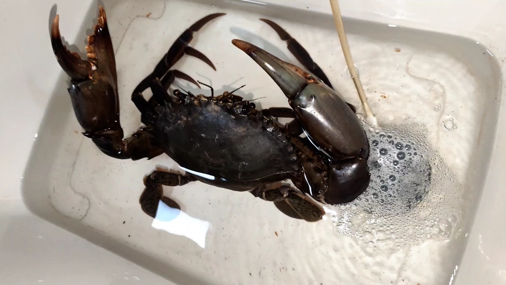 新到一只比例爆炸的紫鳌青蟹.