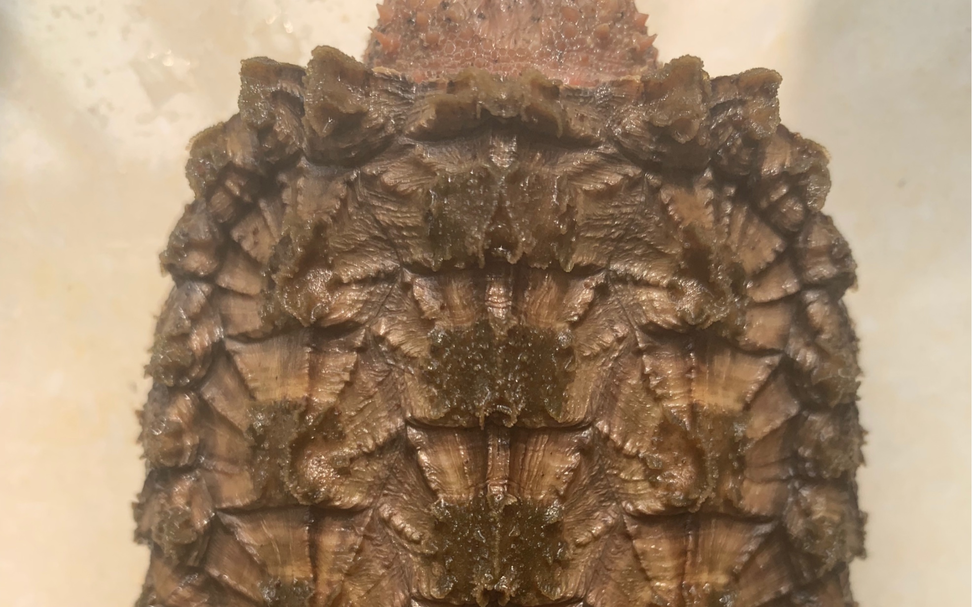 爱吃小龙虾的变异大鳄,背甲清理干净之后像块小黄金.