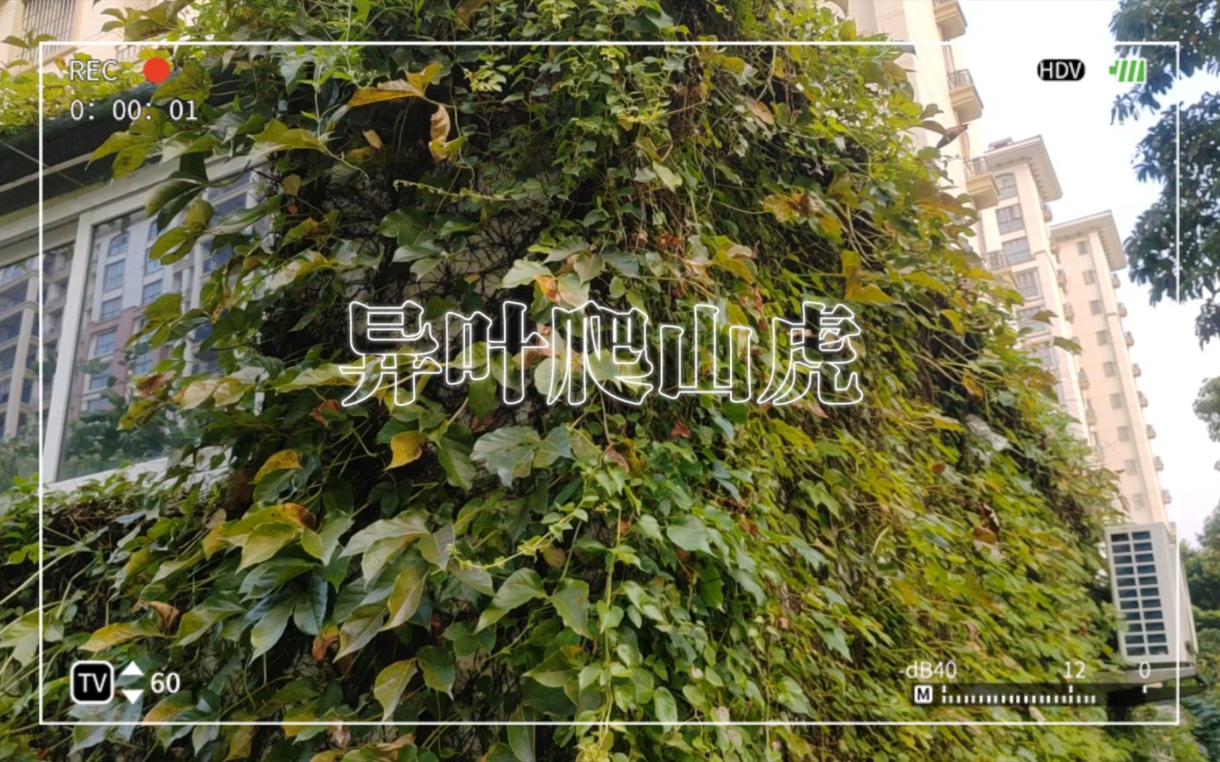 【花草随拍】异叶爬山虎