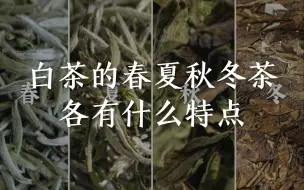 白茶的春夏秋冬茶，各有什么特点，一次分享给你！