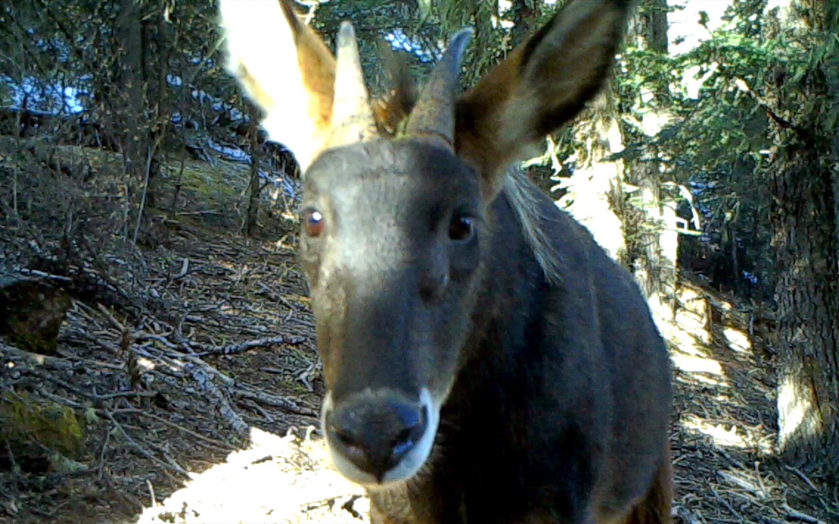 荒野印象-中华鬣羚-新龙-20230607