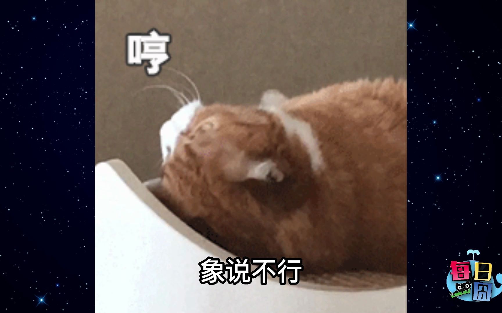 【每日一囧】很难相信猫咪不是故意的!|猫猫村长哔哩哔哩bilibili