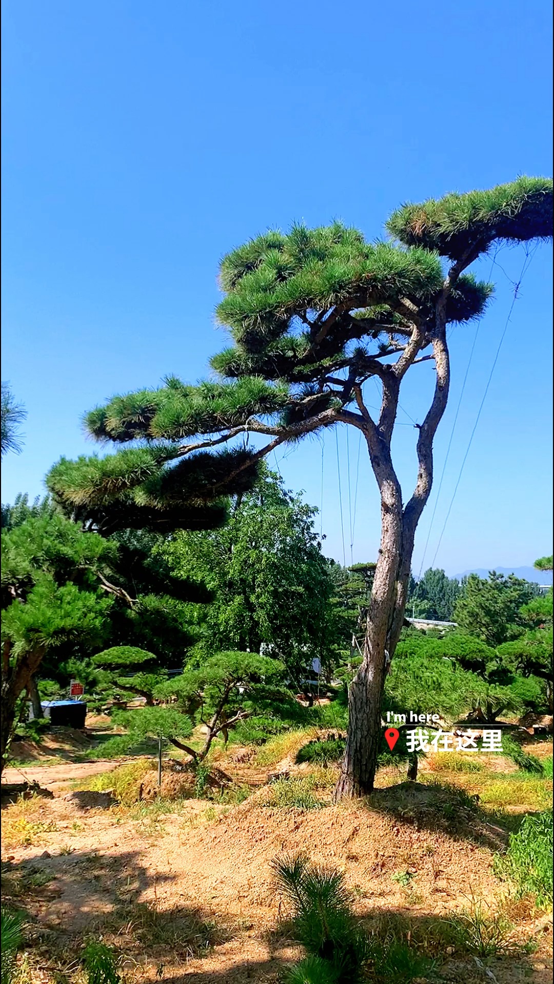 造型松园子转悠一圈,每天给大伙分享一棵松树,又是开心的一天各自努力