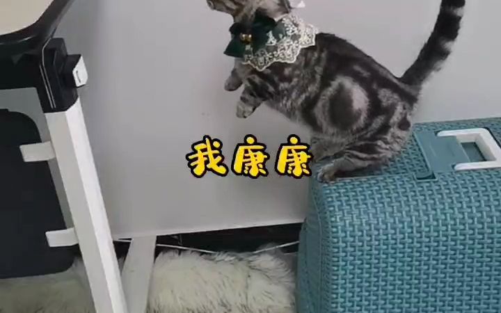 [图]一只会飞的矮脚猫