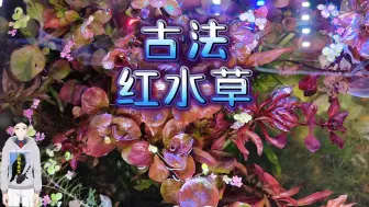 Download Video: 【鸫龟先生】无水草泥不加二氧化碳，照样养红色水草。古法红水草，红丁香终于红了，无水草泥不加二氧化碳红色水草推荐。不用二氧化碳的红色水草有哪些？不用二氧化碳红水草