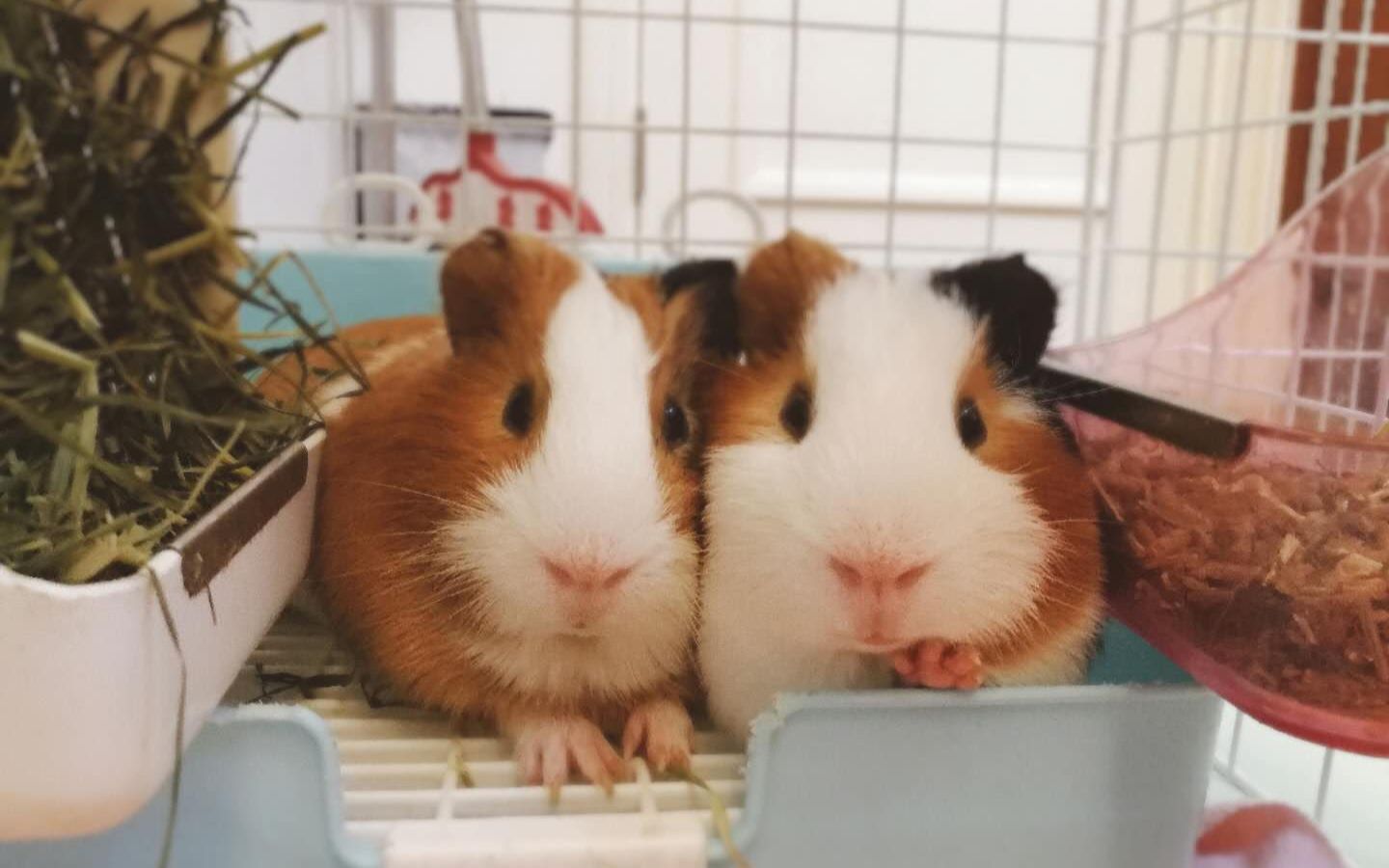 【荷兰猪】两个基佬猪的日常记录 放出来放风,结果越狱了!