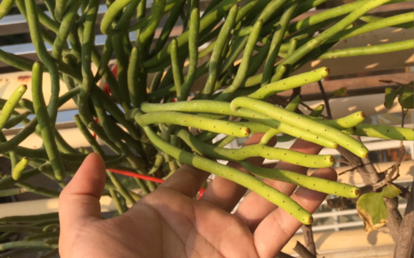 十年光棍树 与二十多年光棍人 多肉植物 加BUFF哔哩哔哩bilibili