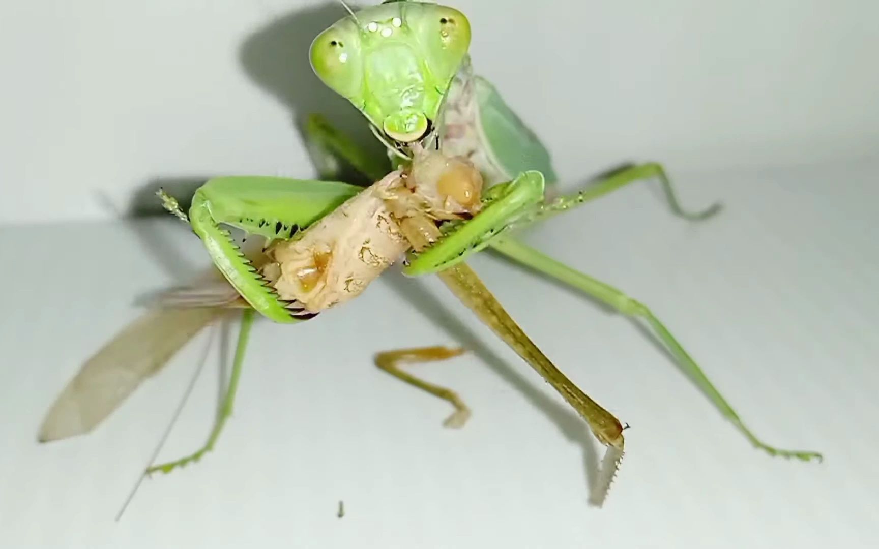 螳螂vs各种昆虫图片
