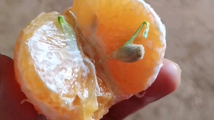 从没见过这么嚣张的橘子种子在里面发芽了