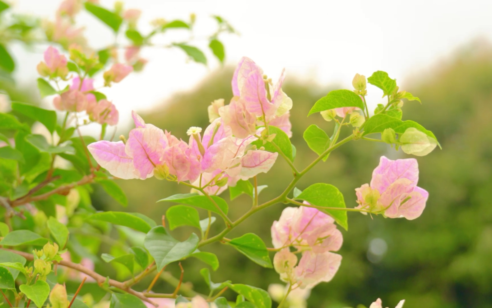 深圳莲花山公园的簕杜鹃花展开始啦