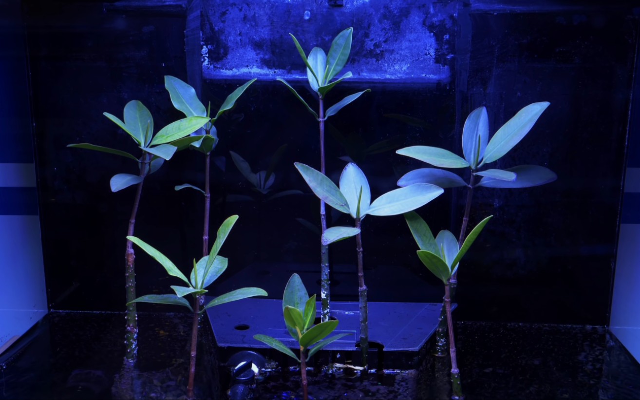 搬运种植红树的海缸