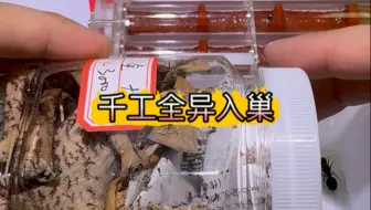 千工全异入巢