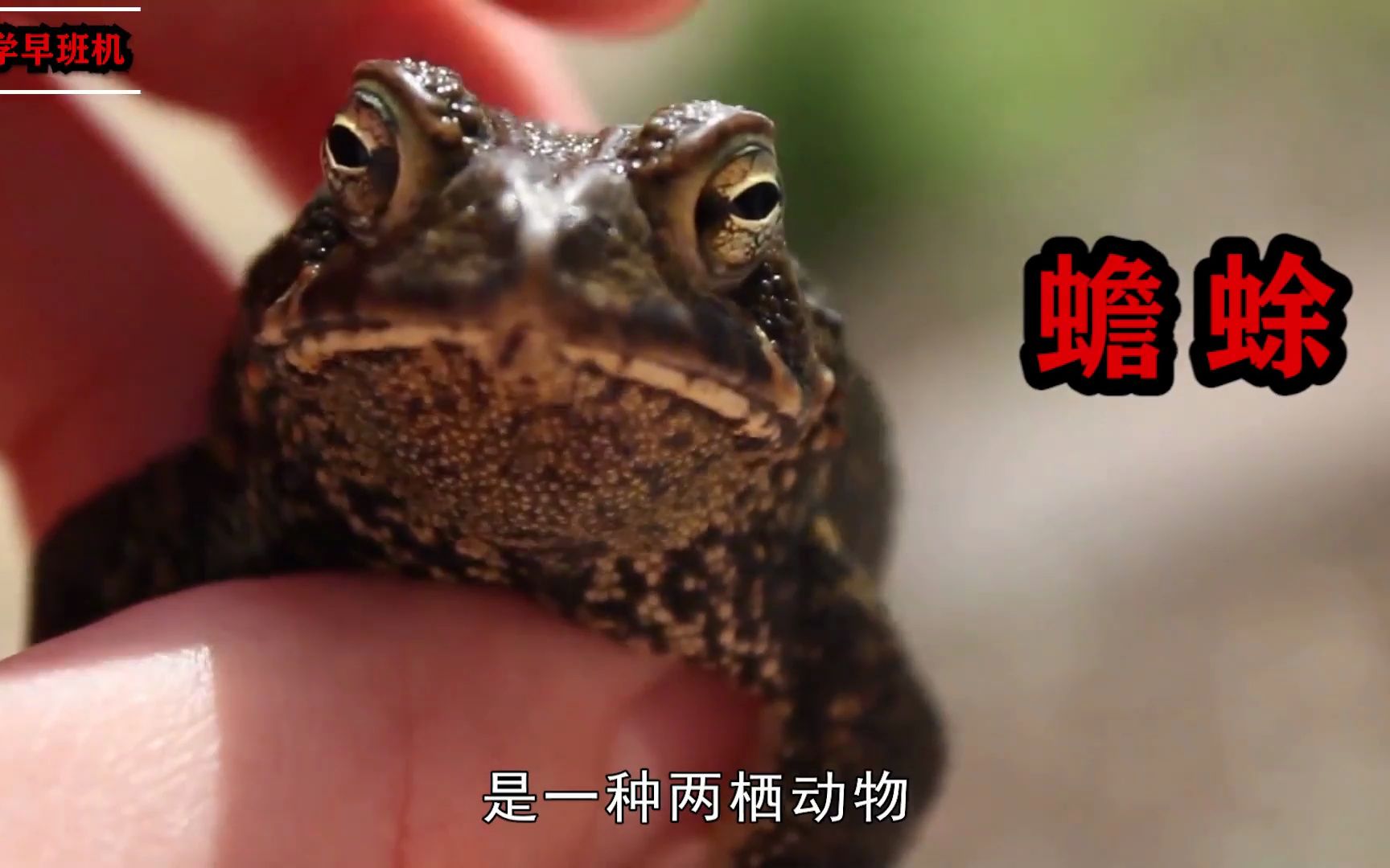 癞蛤蟆为何会抱住鱼的眼睛,导致鱼儿死亡?"金蟾抱鲤"是吉兆?