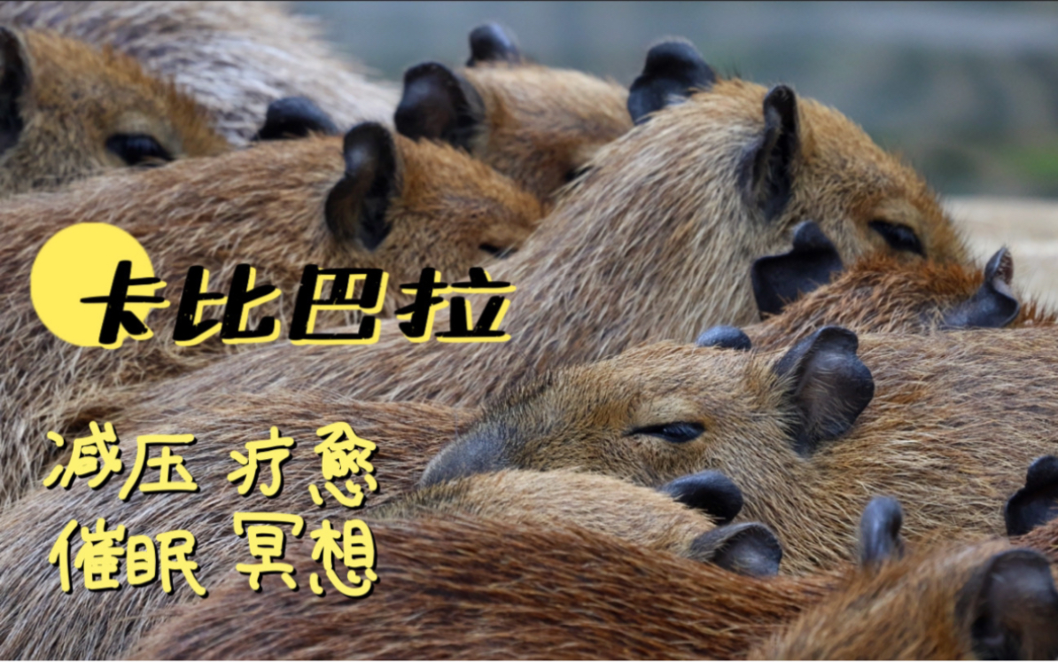 高清水豚 4k纯享 | 卡比巴拉 减压疗愈 催眠 冥想