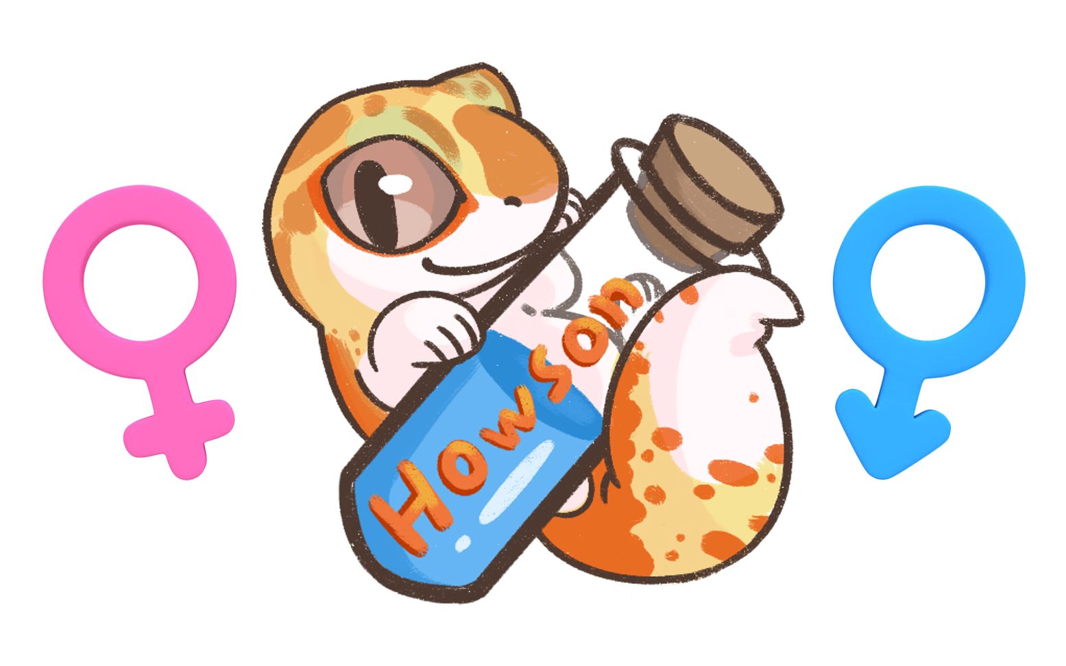 毫升如何分辨豹纹守宫的性别丨你想不到还可以这样看